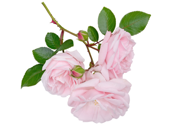 zarte blassrosa rosa Blüten isoliert auf weiß - Foto, Bild