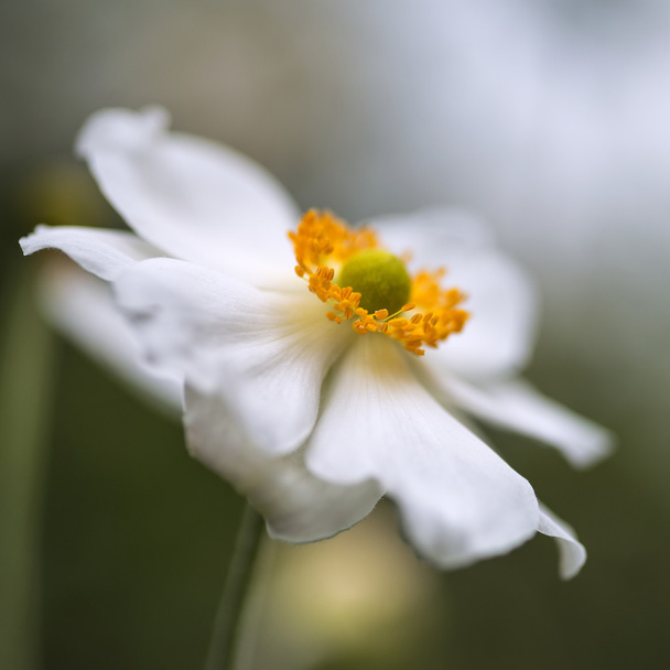 Impresionante imagen de cerca de la flor de anémona blanca en verano
 - Foto, Imagen
