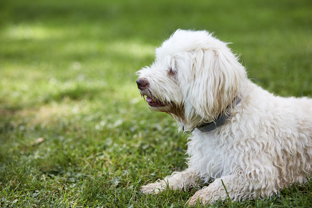 Білий гаванський собака лежить в траві парку
 - Фото, зображення