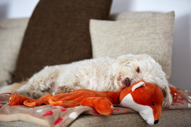 Blanco havanese perro durmiendo en un naranja juguete zorro
 - Foto, imagen