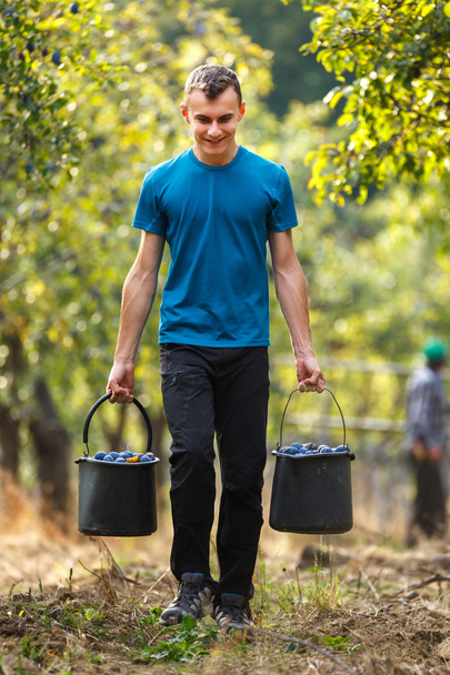  boy carrying buckets with blue plums - Foto, Imagen