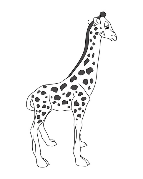 Little giraffe vector - Vettoriali, immagini