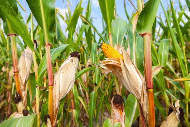 mazorca de maíz verde en un campo de maíz
 - Foto, imagen