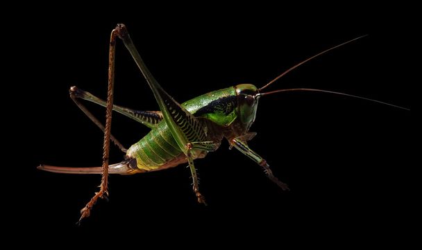Grasshopper isolated on black - Photo, Image
