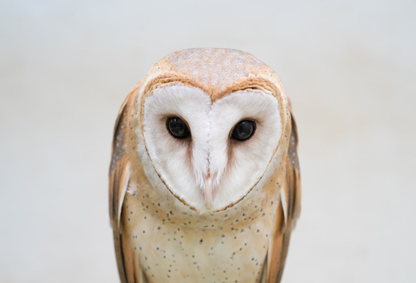 common barn owl - Photo, Image