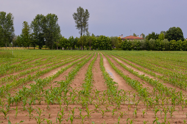 Άποψη του καλλιεργημένου αγρού στην ύπαιθρο - Φωτογραφία, εικόνα