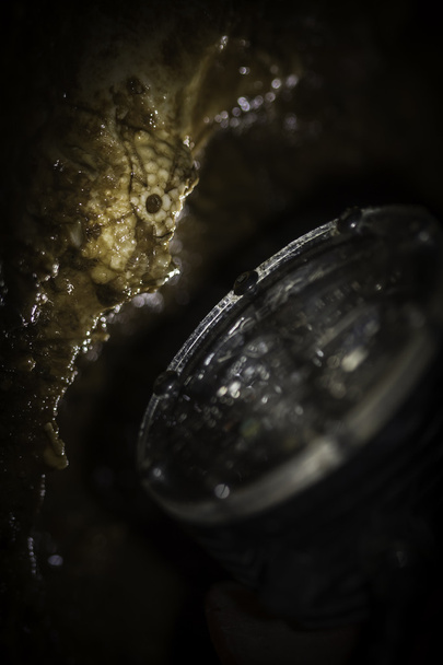 Скам'янілі Закри
 - Фото, зображення