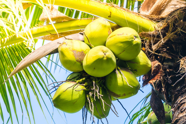 zelený kokos ovoce  - Fotografie, Obrázek