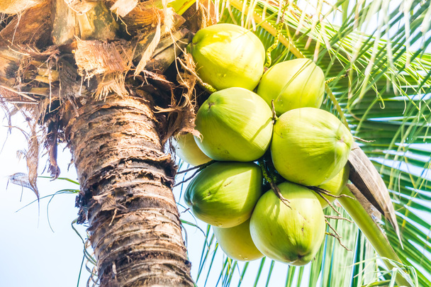 groene kokosnoot vruchten  - Foto, afbeelding