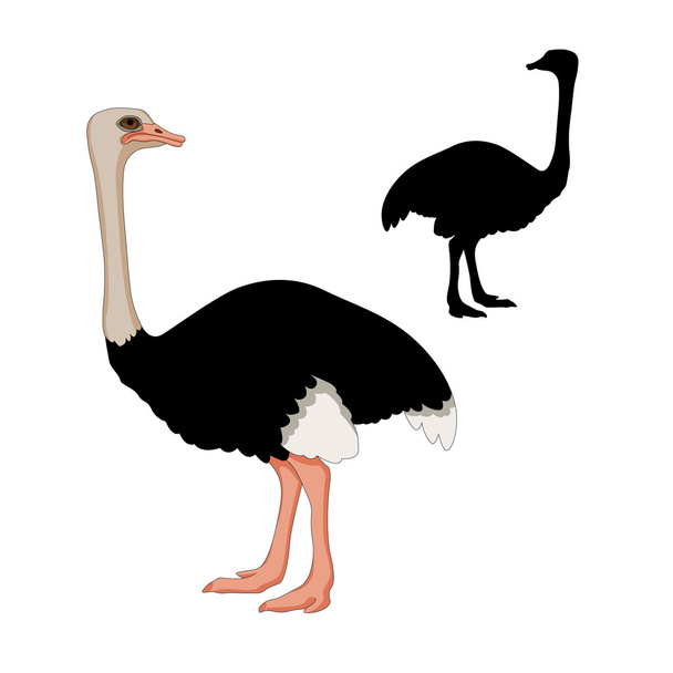 avestruz adulto vector ilustración
  - Vector, Imagen