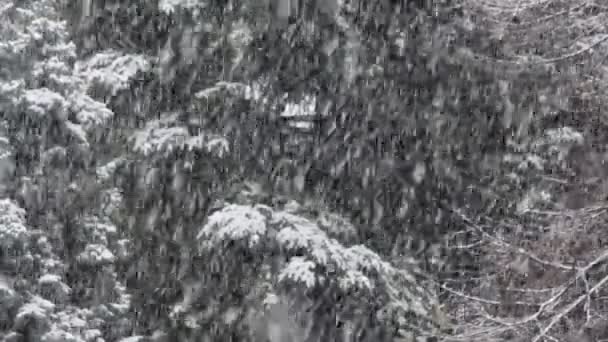 χιονοπτώσεις στο πάρκο - Πλάνα, βίντεο