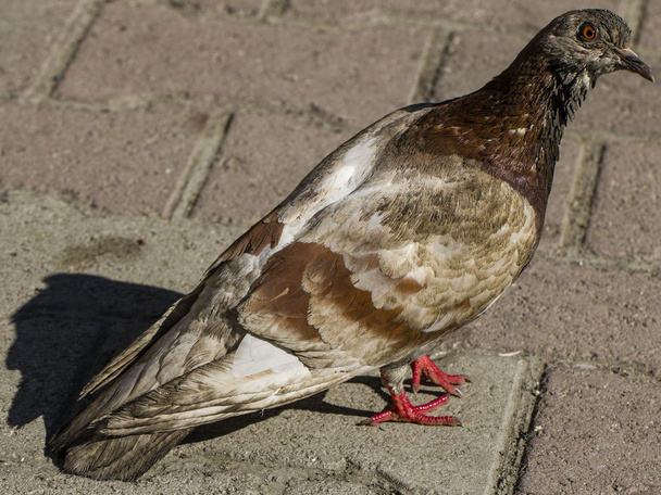 Pigeon - Valokuva, kuva