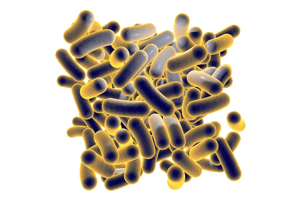 bactérias em forma de haste
 - Foto, Imagem