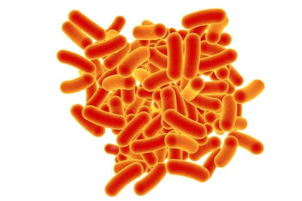 Sauvan muotoiset bakteerit
 - Valokuva, kuva