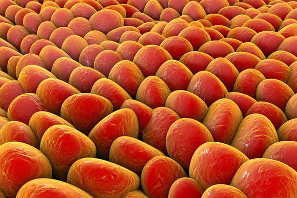 Couche de cellules humaines
 - Photo, image