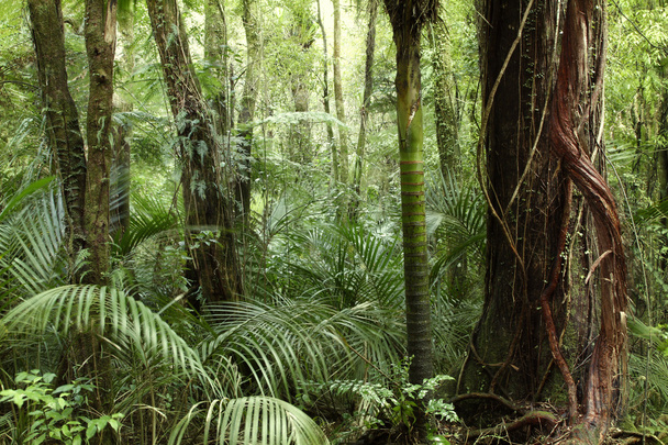 Тропічні джунглі
 - Фото, зображення