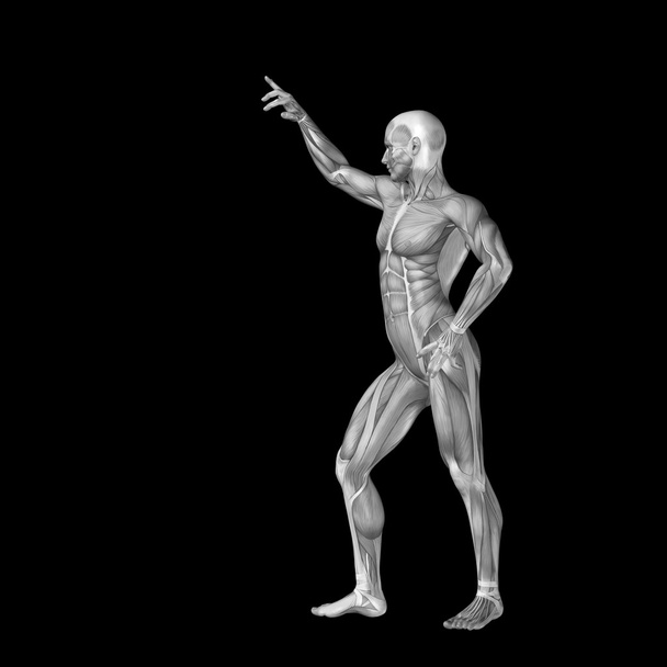 Muž se svaly anatomie designy. - Fotografie, Obrázek