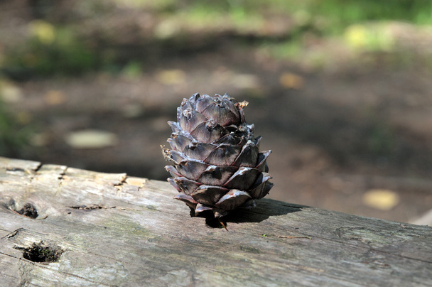 Кедровая шишка на стволе упавшего дерева в сибирской тайге. продукты питания для лесных животных
 - Фото, изображение