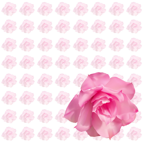 Rose Desert rose fleur sur blanc
 - Photo, image