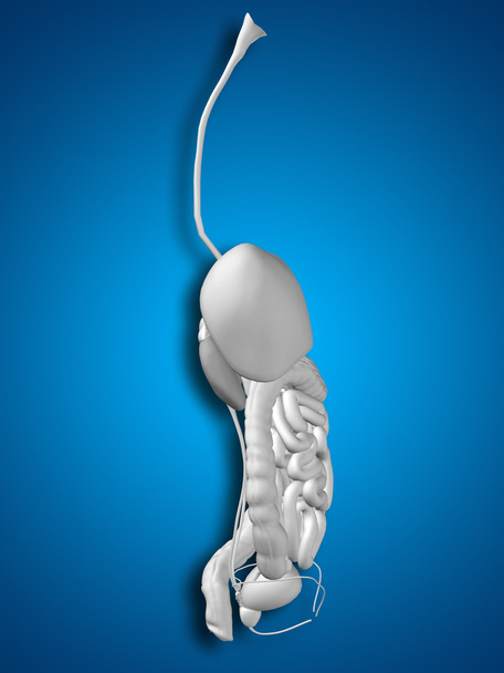 sistema digestivo humano  - Foto, imagen