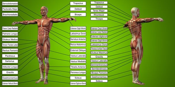 menselijke anatomie met spieren en tekst - Foto, afbeelding
