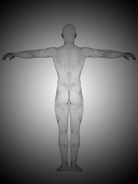 Drótváz férfi anatómia  - Fotó, kép