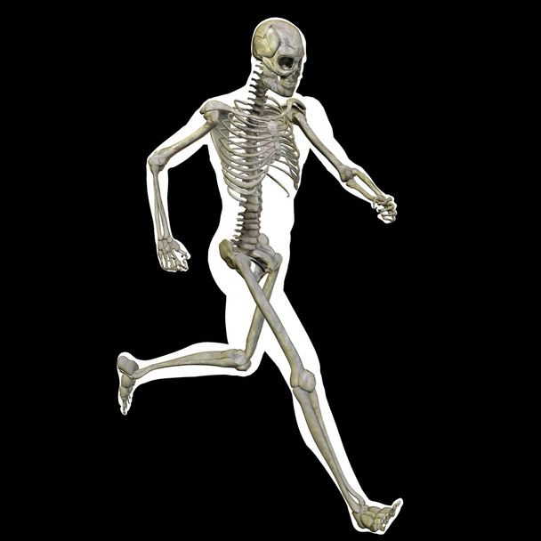 Анатомія людського тіла
 - Фото, зображення