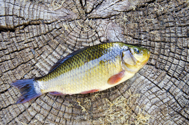 Рыбный распятый на старом деревянном фоне
 - Фото, изображение