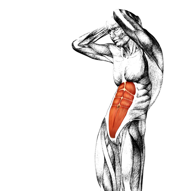  Göğüs insan anatomisi  - Fotoğraf, Görsel