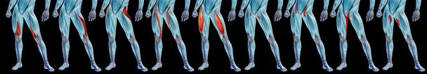 Anatomie der oberen Beine, gesetzt  - Foto, Bild