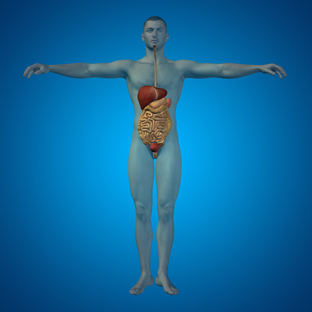 sistema digestivo humano  - Foto, Imagem