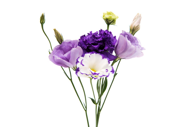 eustoma flor elegancia
 - Foto, imagen