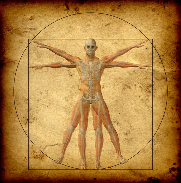 Vitruvian lidské tělo  - Fotografie, Obrázek