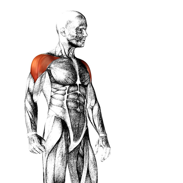  Anatomia człowieka klatki piersiowej  - Zdjęcie, obraz
