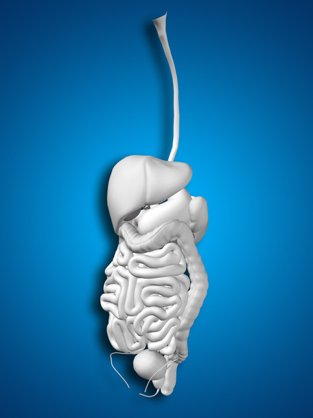 human  digestive system  - Photo, Image