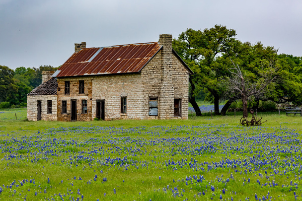 Vecchia casa abbandonata in Texas Fiori di campo
. - Foto, immagini