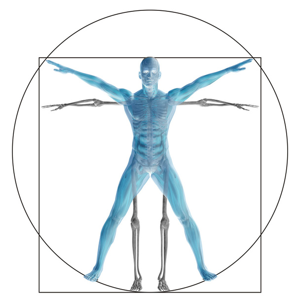 Corpo humano vitruviano
  - Foto, Imagem