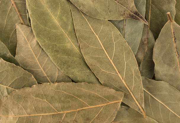 Suché listí bay pozadí nebo textury - Fotografie, Obrázek