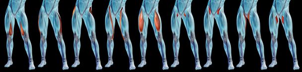 upper legs anatomy, set  - Photo, Image