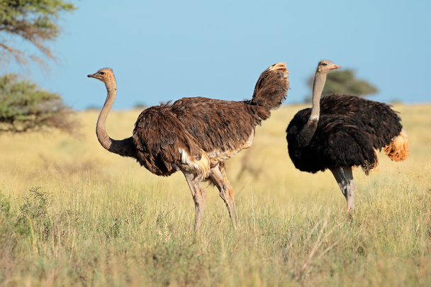 Ostriches in natural habitat - Фото, изображение