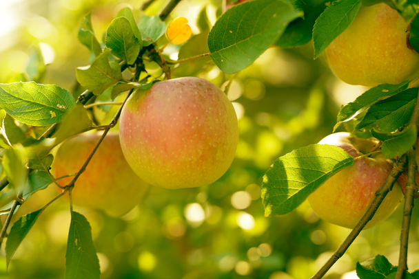 Ώριμα μήλα κόκκινα, πράσινα και κίτρινα φύλλα στο κλαδί δέντρου μήλο - Φωτογραφία, εικόνα