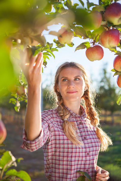 Piękna młoda kobieta zbierając dojrzałe jabłka ekologiczne - Zdjęcie, obraz