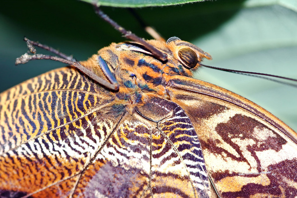 Mariposa gigante del búho de borde amarillo
. - Foto, Imagen