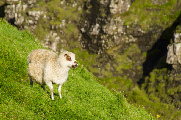 Wildlife in the Faroe Islands  - Foto, imagen