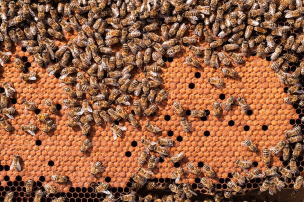 Méhek költések, dolgozó méh lárvák a méhsejt fűtött - Fotó, kép