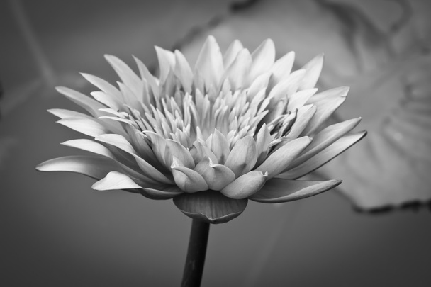 Beautiful Lotus - Photo, Image