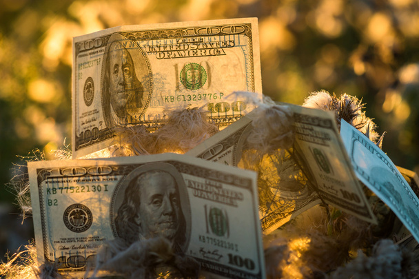 Dollar auf dem Busch  - Foto, Bild