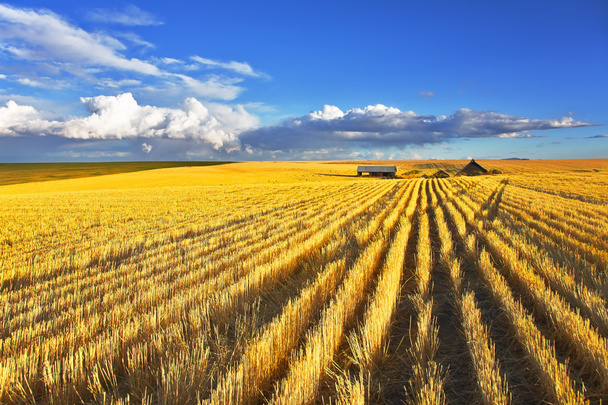 Huge fields after a harvest - Foto, Bild