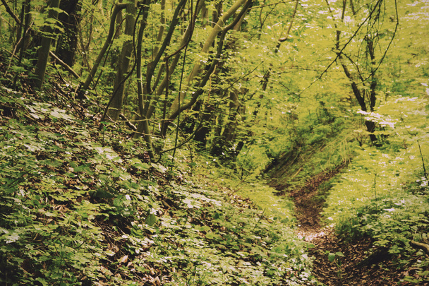 Näkymä Englannin metsän läpi kesällä Vintage Retro Filter
 - Valokuva, kuva