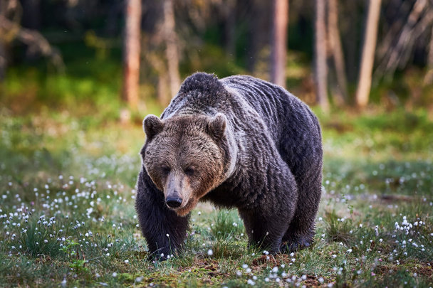 mužské medvěd hnědý - Fotografie, Obrázek